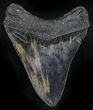 Serrated Megalodon Tooth - South Carolina #25659-2